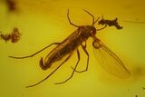 Detailed Fossil Fly (Diptera) In Baltic Amber #170087-1